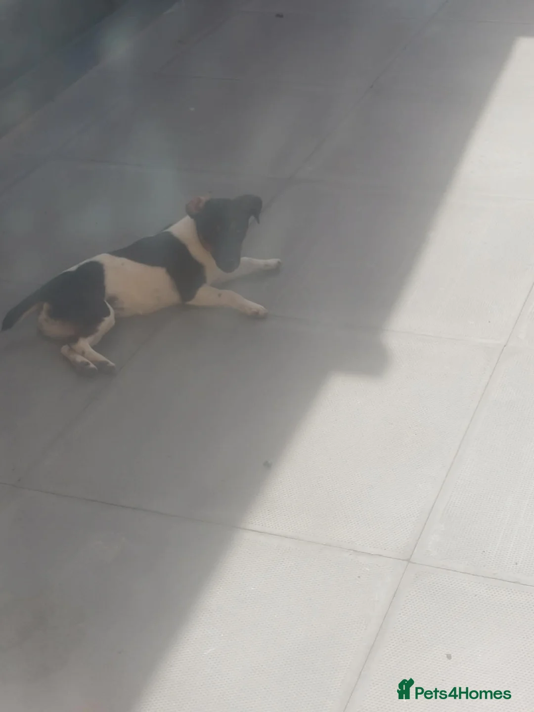 Jack Russell dogs for sale: Miniature Jack Russell girl in Malvern - Advert 2