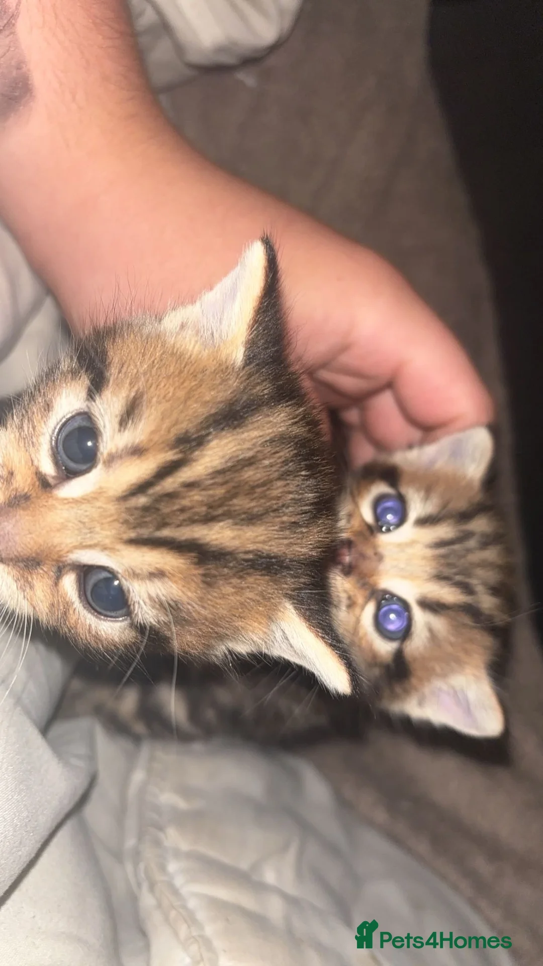 Mixed Breed cats for sale: 2 gorgeous Male kittens💙😍 - Advert 2