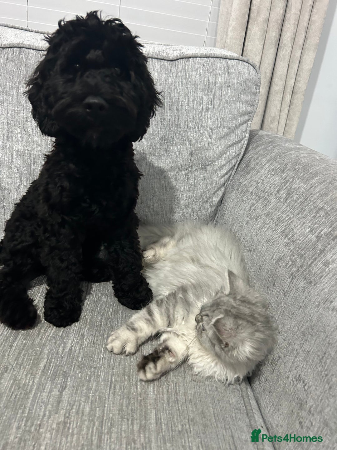 Cockapoo dogs for sale: Female Cockapoo looking for new home - Advert 3