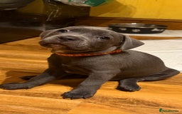 Staffordshire Bull Terrier dogs for sale: Lovely kc reg Staffordshire bull terrier puppies  - Image 33