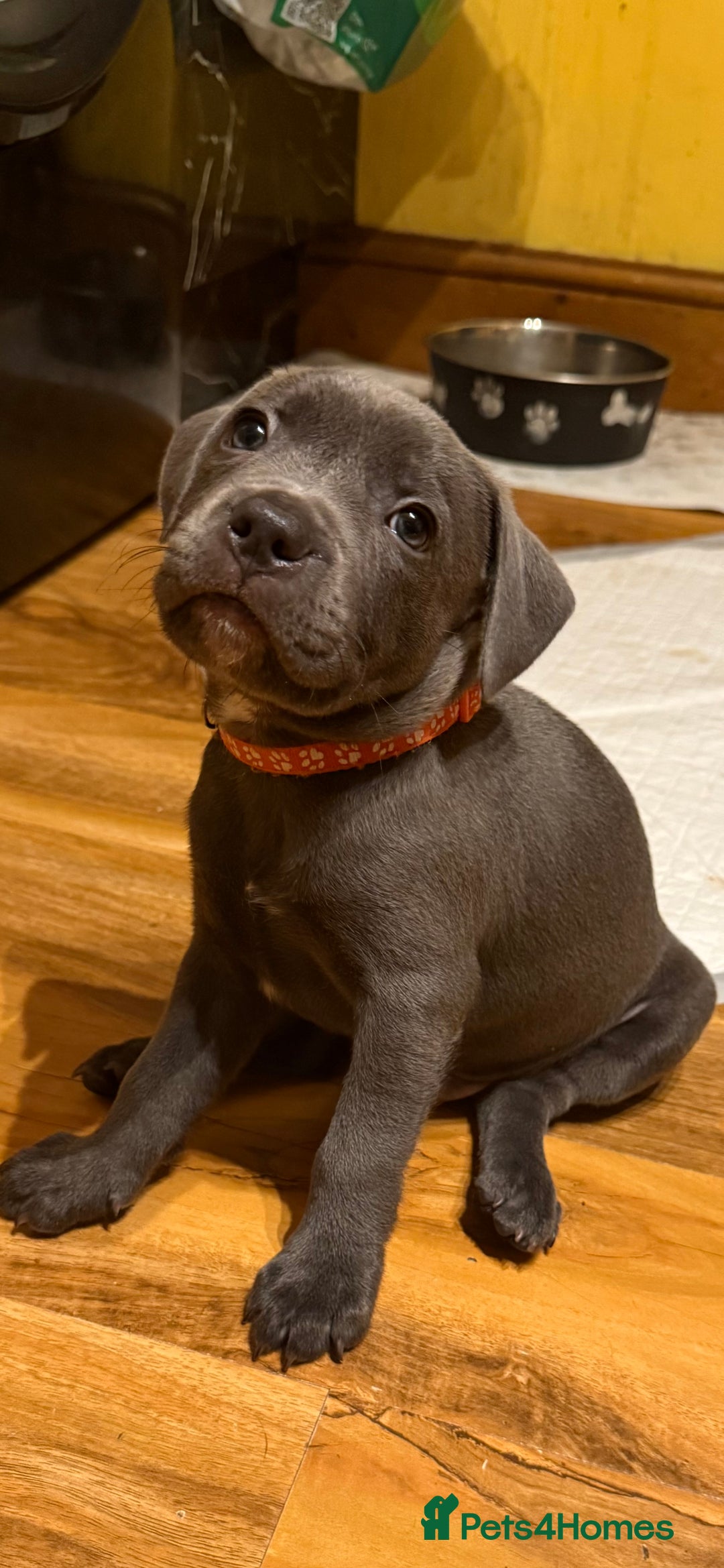 Staffordshire Bull Terrier dogs for sale: Lovely kc reg Staffordshire bull terrier puppies  - Image 33