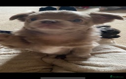 Chihuahua dogs for stud: KC Registered Blue Double KB in Chorley - Image 23