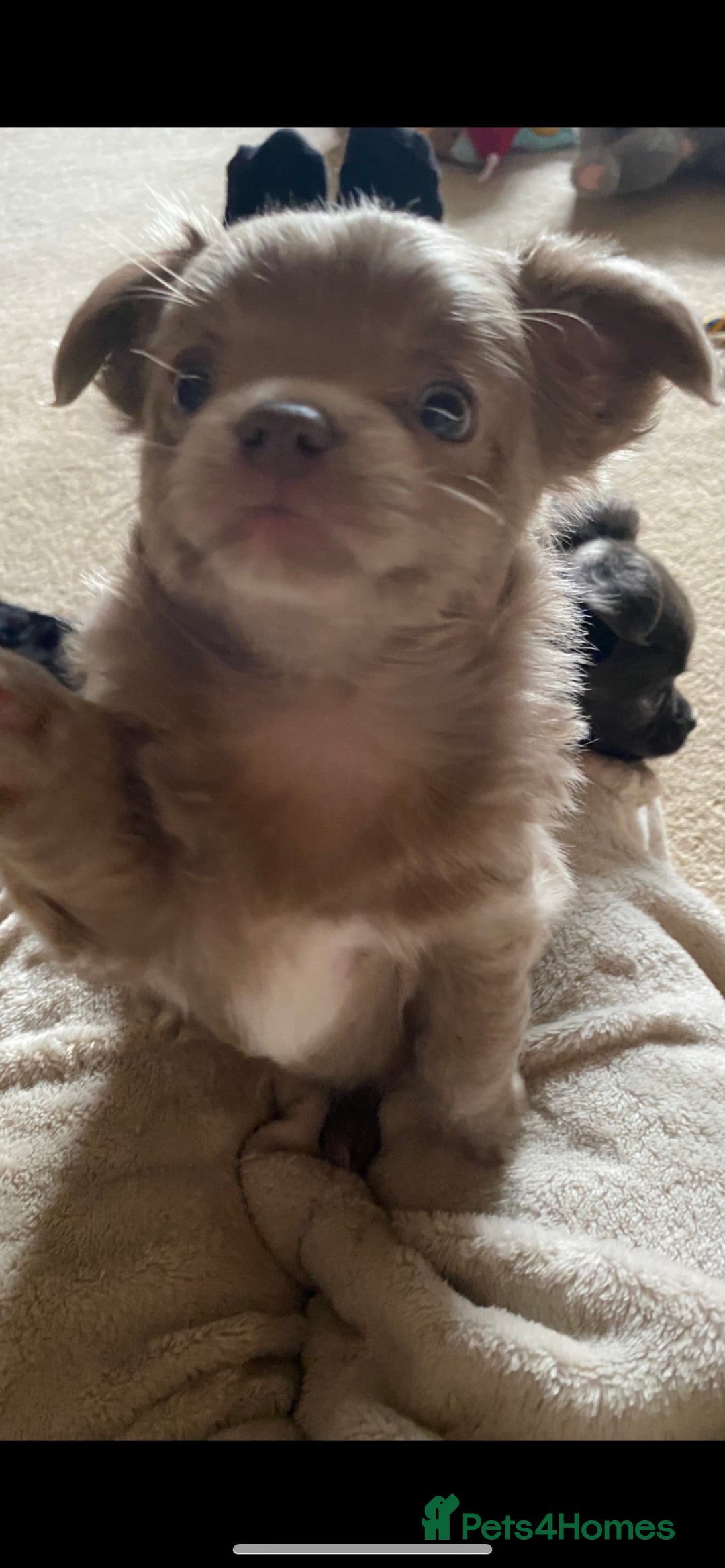 Chihuahua dogs for stud: KC Registered Blue Double KB in Chorley - Image 23