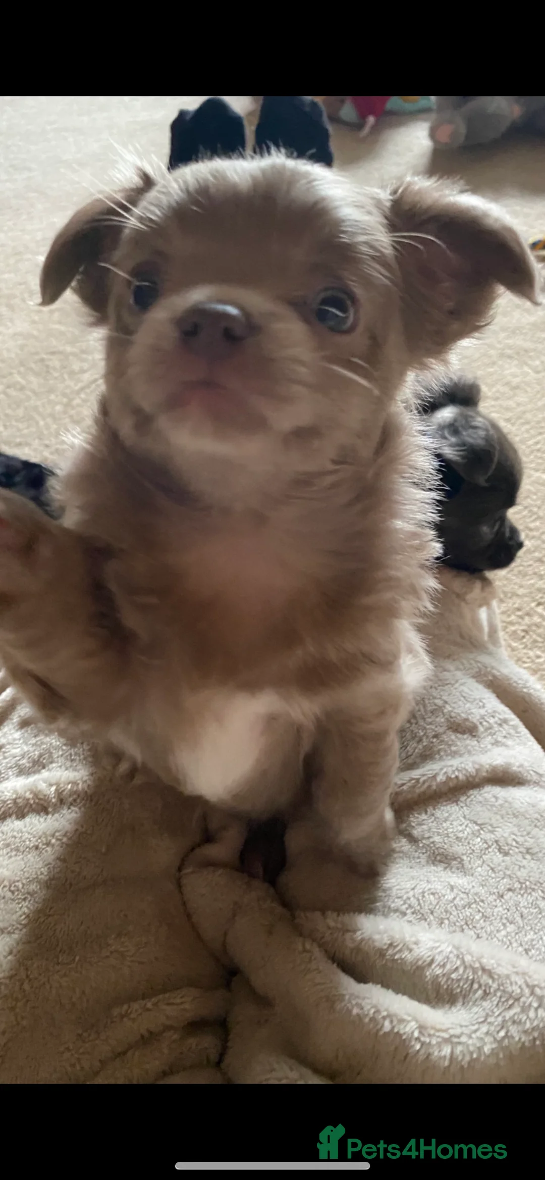 Chihuahua dogs for stud: KC Registered Blue Double KB in Chorley - Advert 23