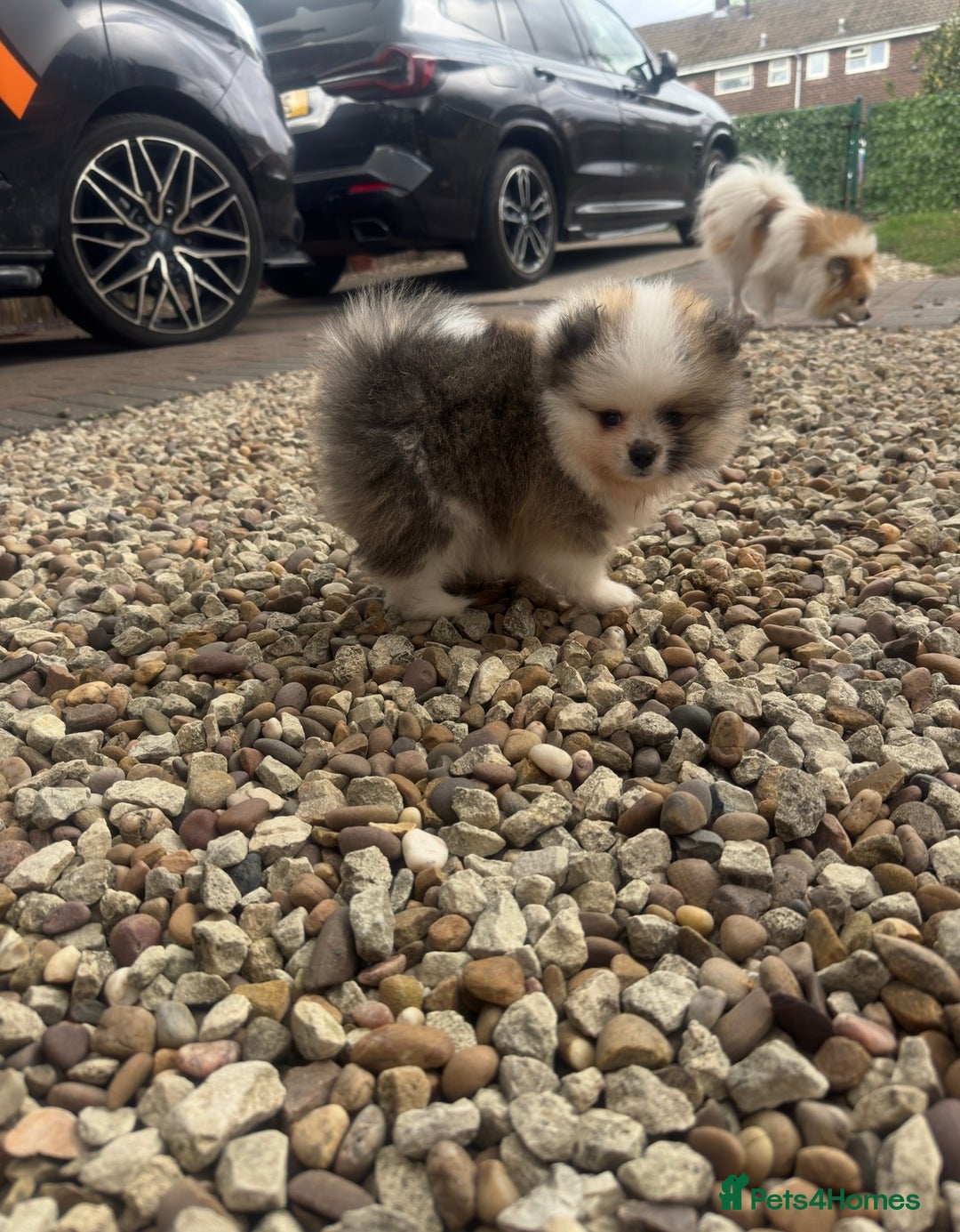 Pomeranian dogs for sale: 1 BOY 1 GIRL POMERANIAN PUPPIES AVAILABLE  - Image 15