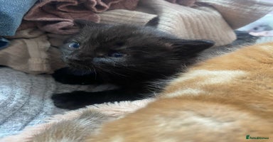Mixed Breed cats - Advert 8