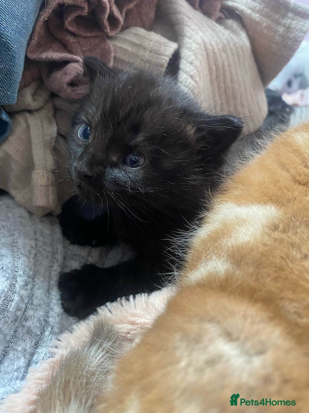 Mixed Breed cats for sale: A mum and litter opportunity ❤️ - Image 3