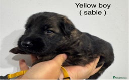 German Shepherd dogs for sale: GERMAN SHEPHERD LONG COATED PUPPIES - Image 6