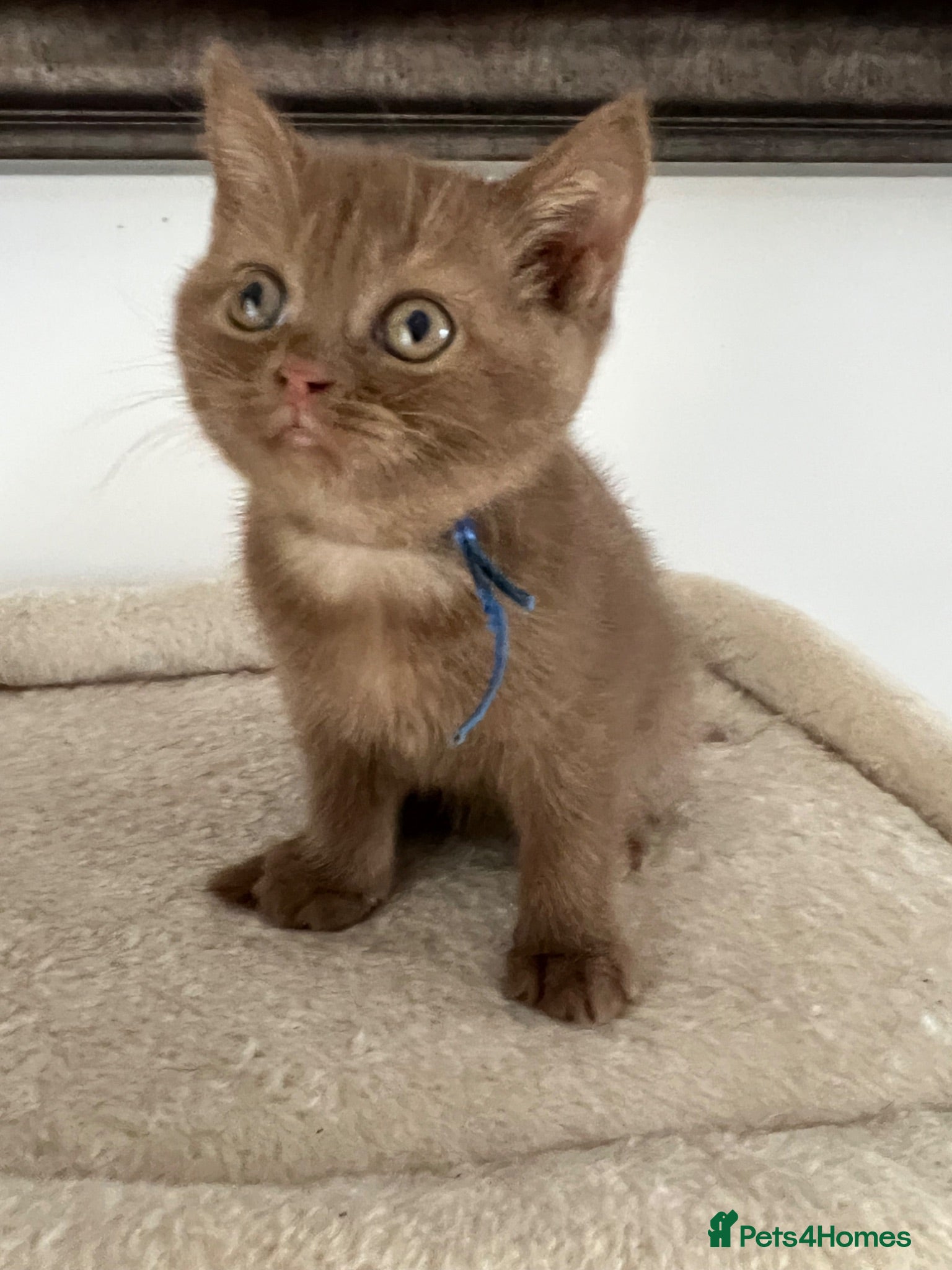 British Shorthair cats British Shorthair Kittens  - Advert 2