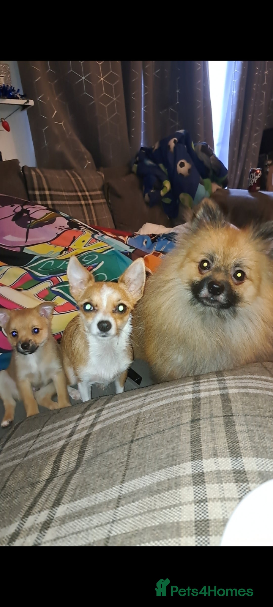 Pomchi dogs for sale: beautiful 5week old pomchi girl puppy  - Advert 6