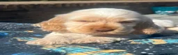 Cocker Spaniel dogs for sale: Orange Roan Show Type Cocker spaniel in Rochester - Advert 10