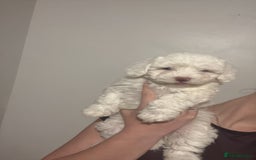 Bichon Frise dogs for sale:  bichon puppies for sale  - Advert 3