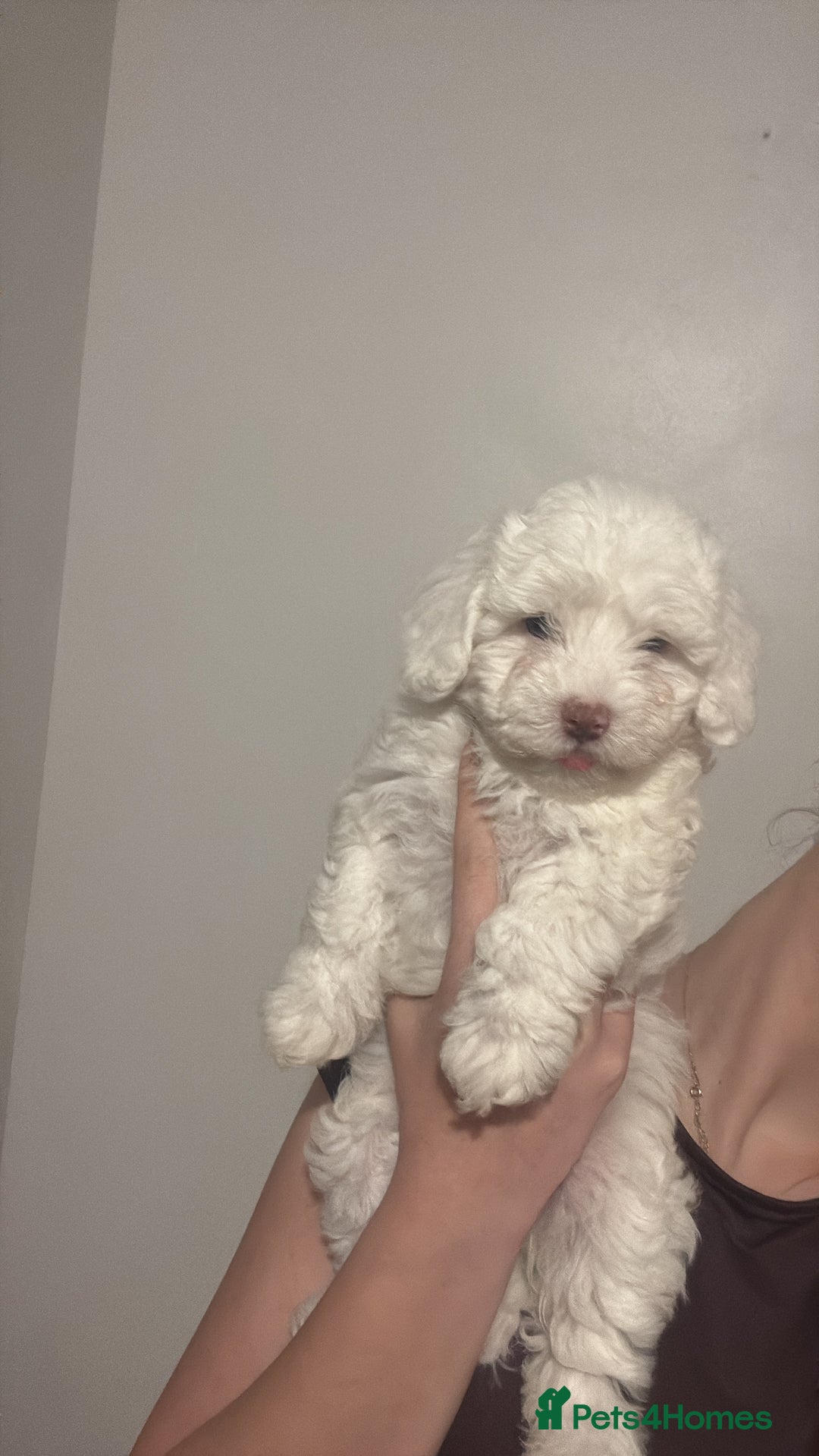 Bichon Frise dogs for sale:  bichon puppies for sale  - Advert 3