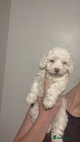 Bichon Frise dogs - Advert 10