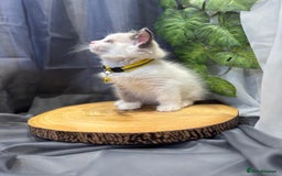 Ragdoll cats for sale: 💎 Purebred Ragdoll kittens-Champion Bloodlines 💎 - Image 28