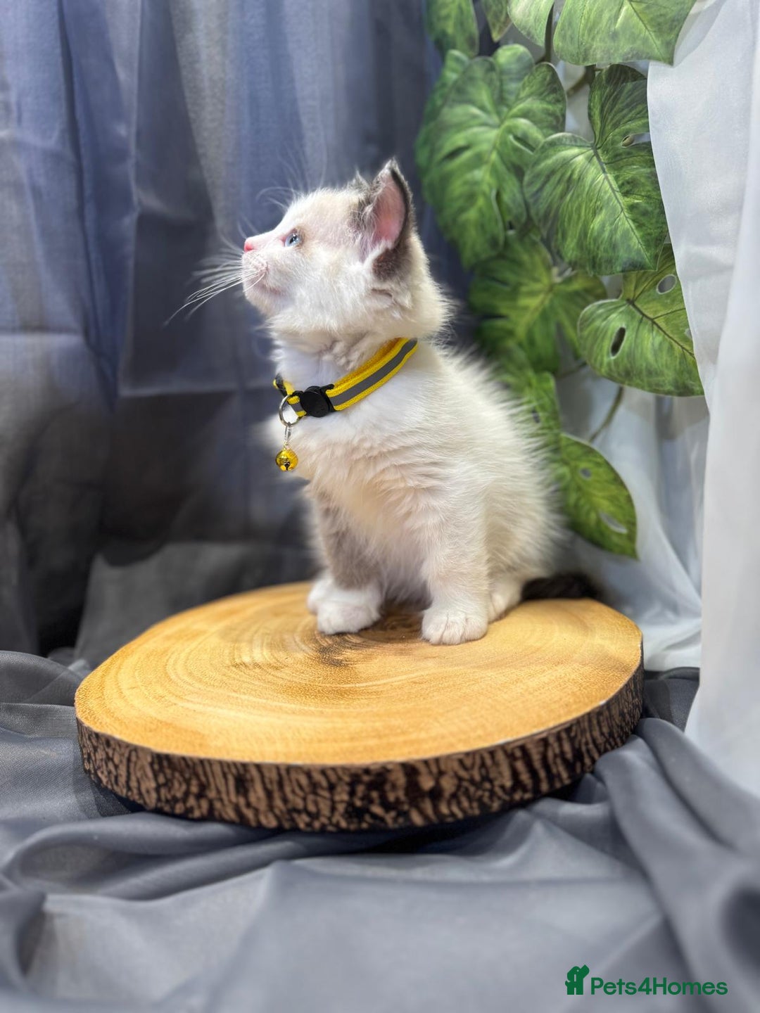 Ragdoll cats for sale: 💎 Purebred Ragdoll kittens-Champion Bloodlines 💎 - Image 28
