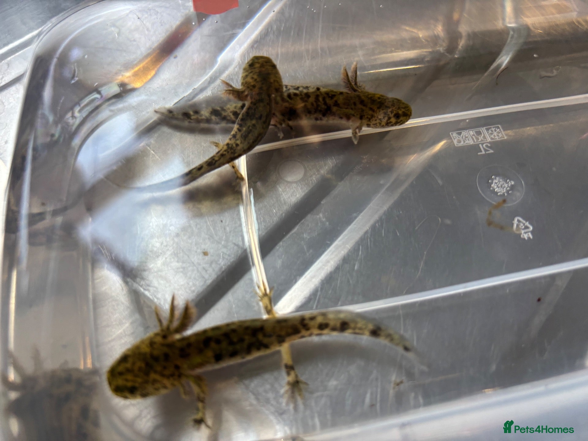 Axolotl reptiles  baby axolotl’s - Advert 2
