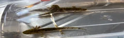 Axolotl reptiles for sale:  baby axolotl’s in Spalding - Advert 1
