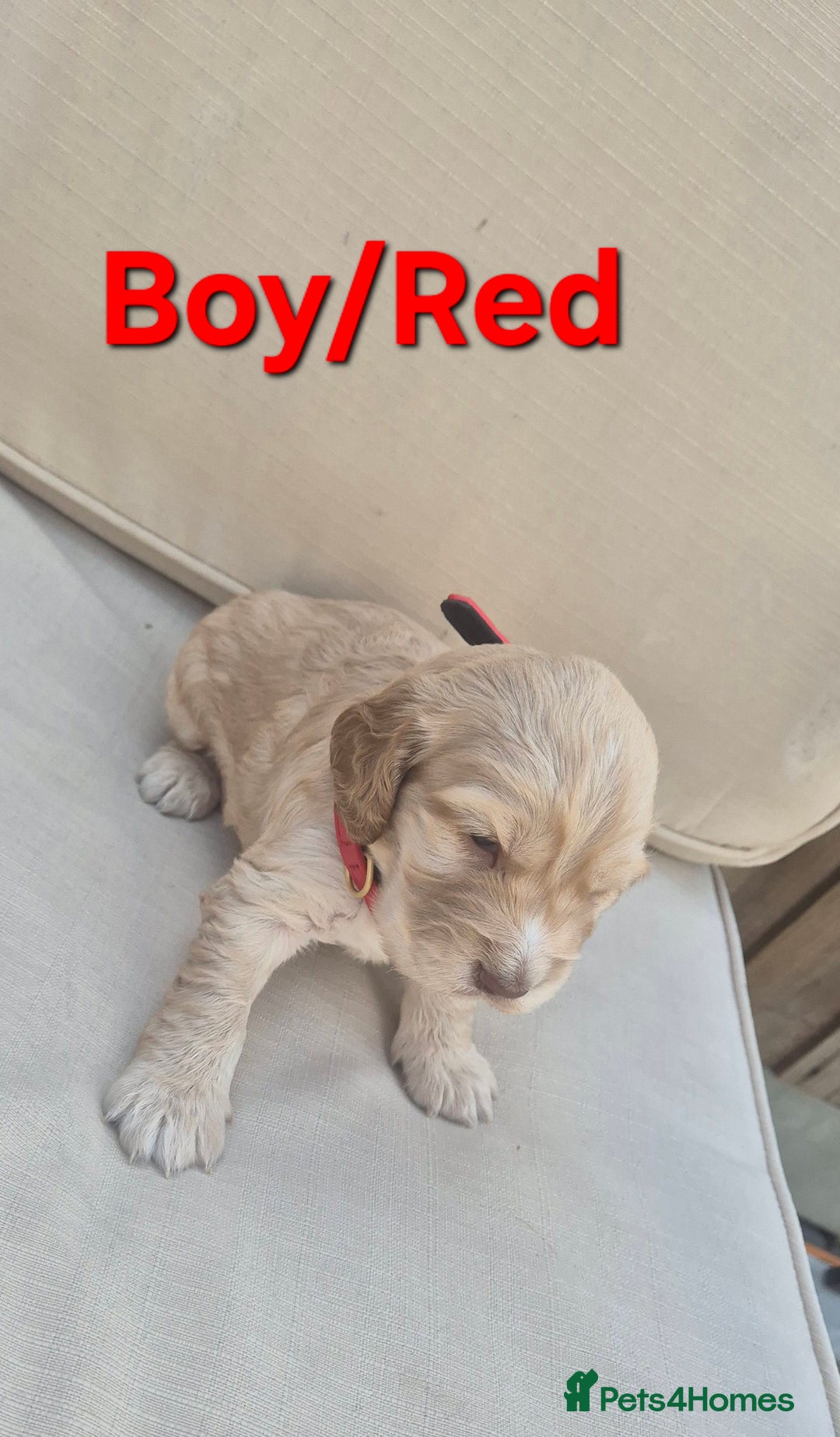 Cocker Spaniel dogs for sale: 🐶 Cocker spaniel Show-type Puppies - Image 5