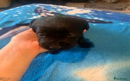 Labrador Retriever dogs for sale: Labrador puppys - Image 36