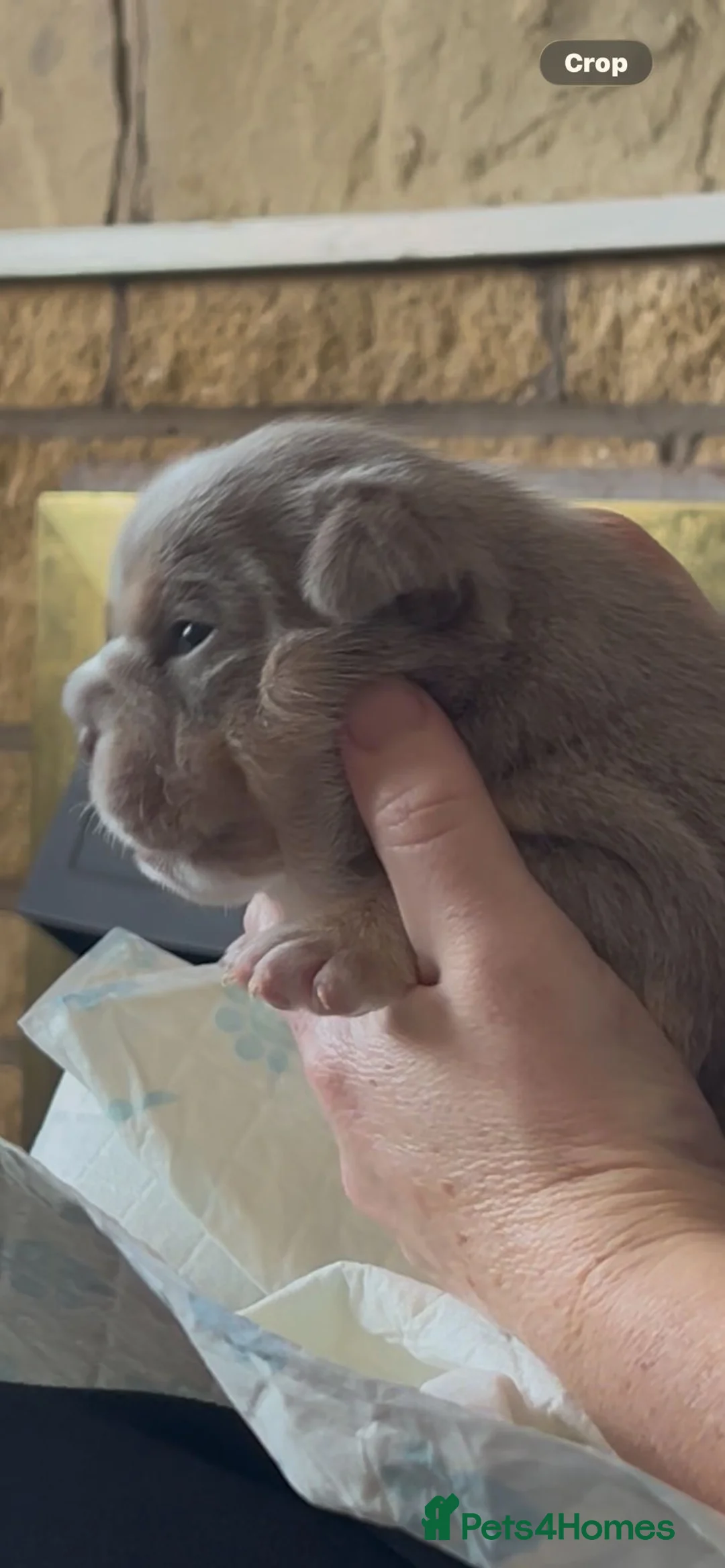 English Bulldog dogs for sale: Fluffy English Bulldog Puppies - Advert 2