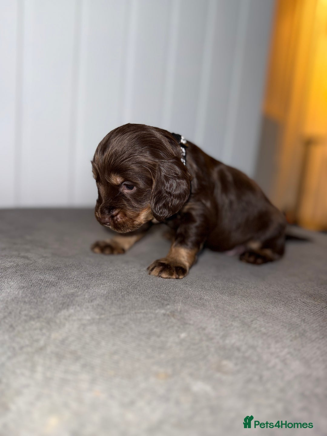 Sprocker dogs for sale: Sprocker puppies - Image 23