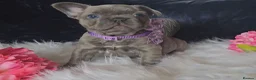 French Bulldog dogs for sale: 🐶💜 KC Registered French Bulldog Puppies - Advert 29