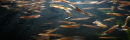 Other/Mixed Breed fish for sale: Red Chinese Snakehead - Advert 23