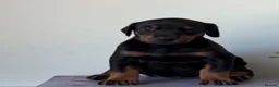Dobermann dogs for sale: 2 Gorgeous Doberman Pups Looking for Loving Home - Advert 5