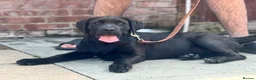 Cane Corso dogs for sale: 1 male 1 female cane  in Romford - Advert 22