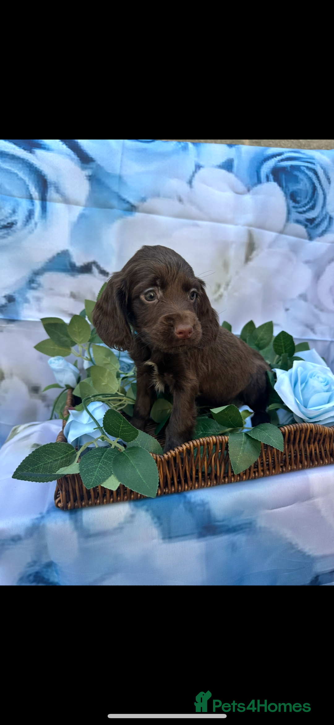 Cocker Spaniel dogs for sale: Kc registered cocker spaniels - Image 9