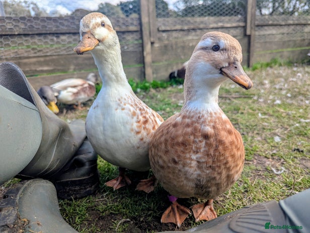 Ducks poultry - Advert 14