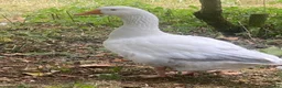 Geese poultry for sale: Gander needs a mate! - Advert 3