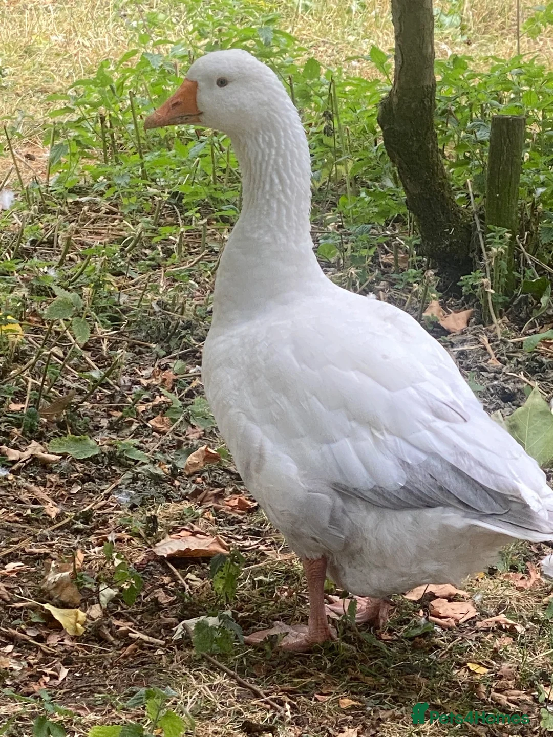 Geese poultry for sale: Gander needs a mate! - Advert 3