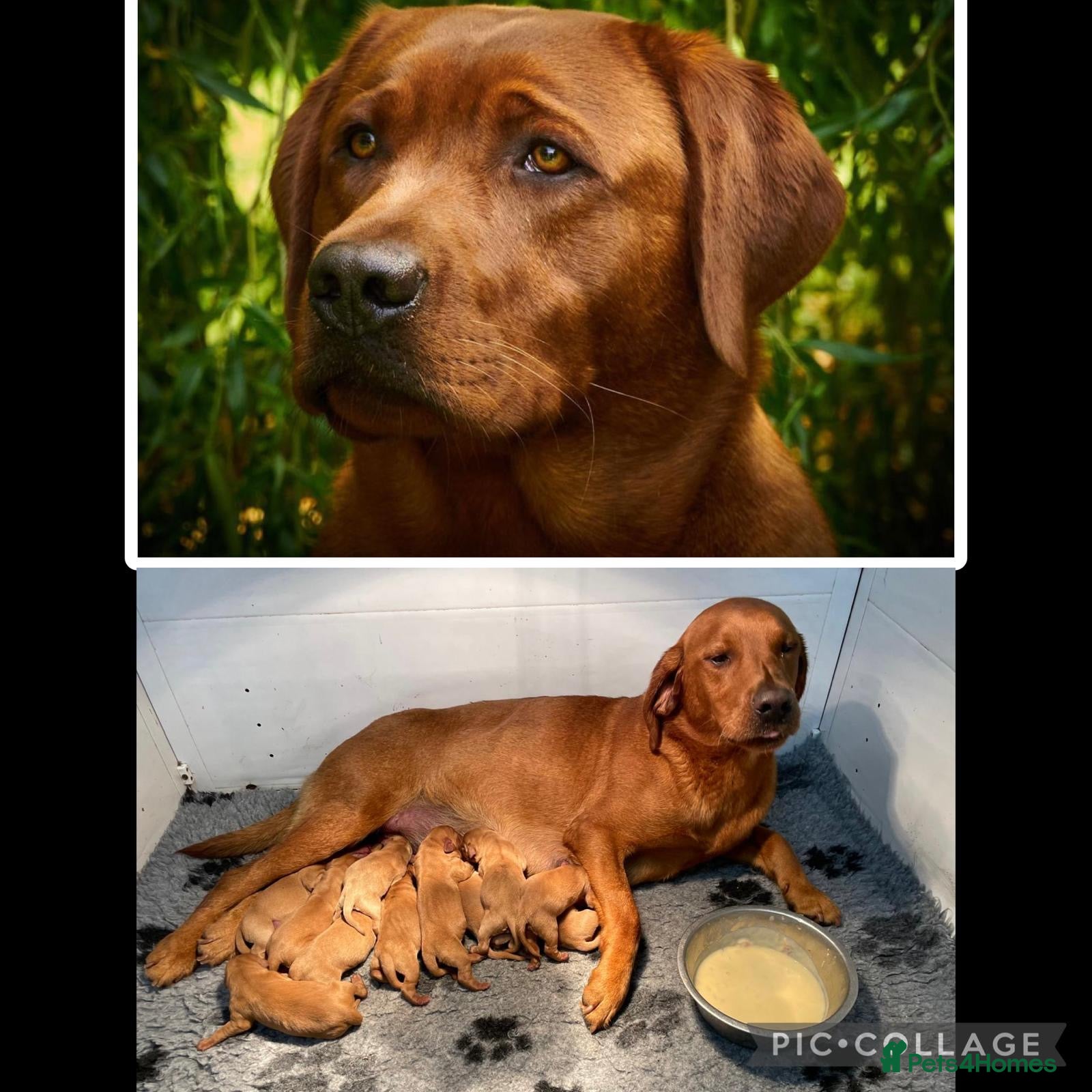 Labrador Retriever dogs Fox Red Labrador Puppies KC registered for sale - Advert 2