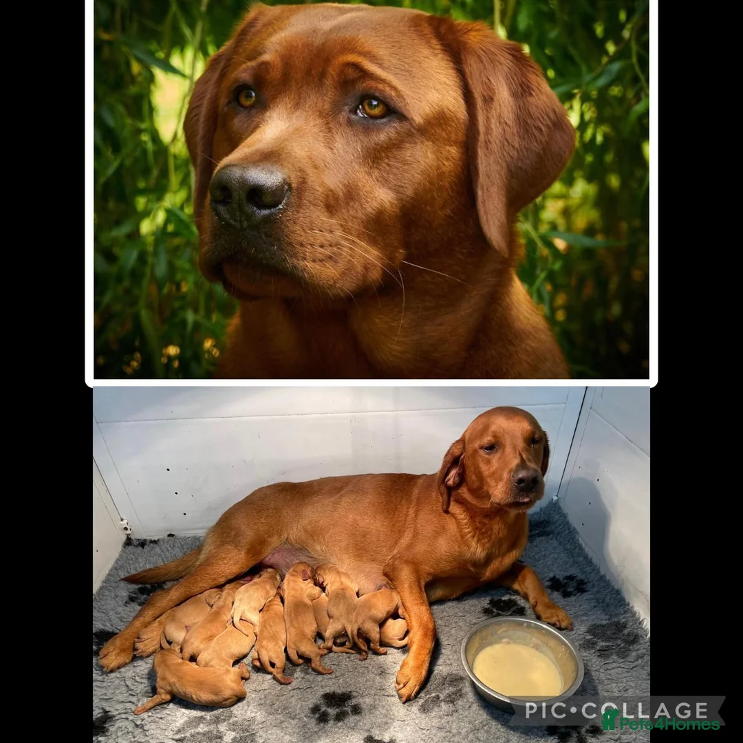Labrador Retriever dogs for sale: Fox Red Labrador Puppies KC registered for sale - Advert 1