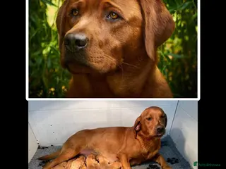 Labrador Retriever dogs Fox Red Labrador Puppies KC registered for sale - Advert 2