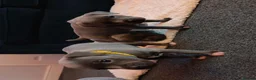 Staffordshire Bull Terrier dogs for sale: 2 Remain KC REG Blue Staff Bull Terrier Puppies - Advert 14