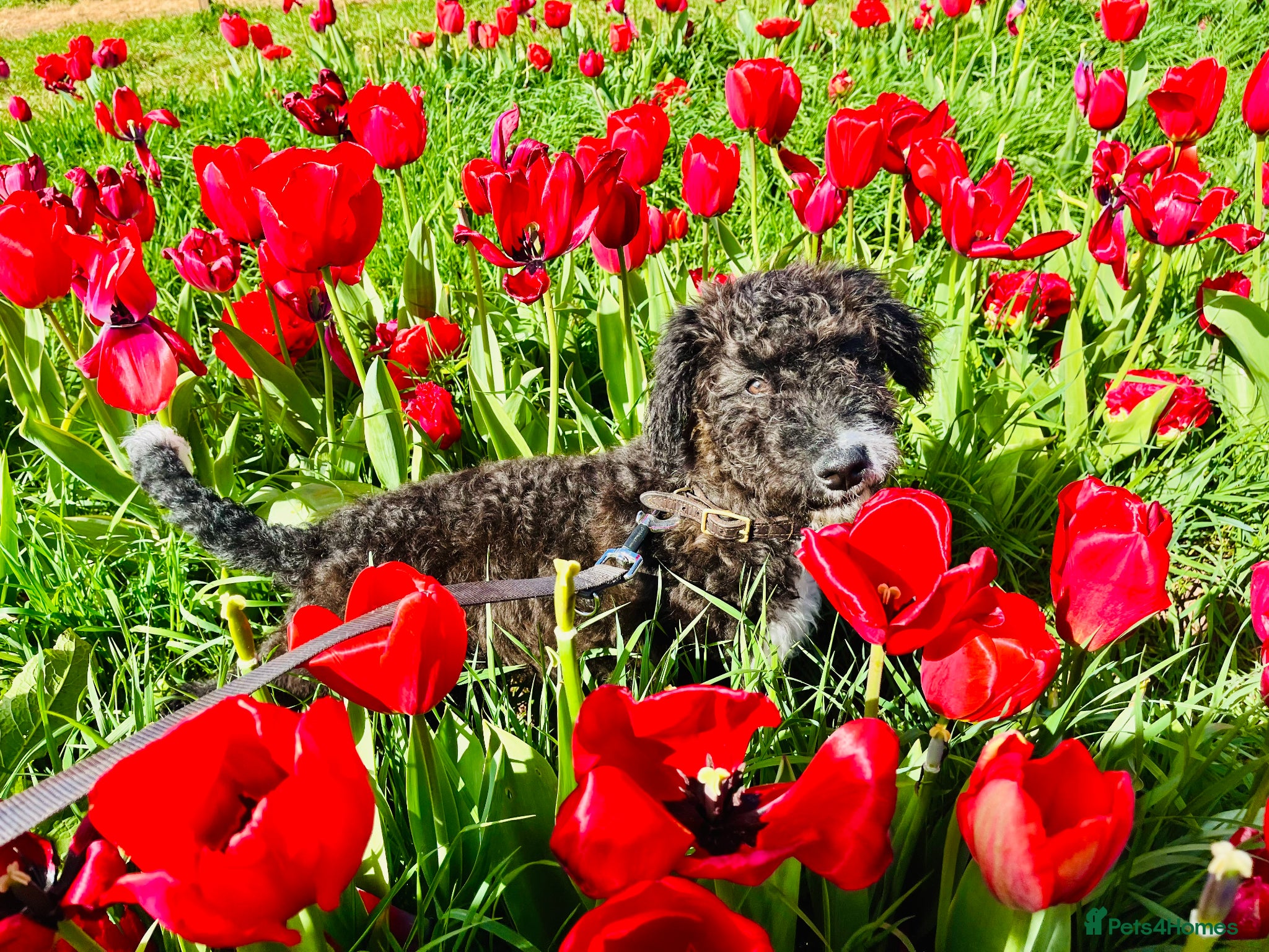 Mixed Breed dogs for sale: Handsome 6‑Month‑Old Bordoodle/Colliepoo Puppy in Exeter - Advert 1