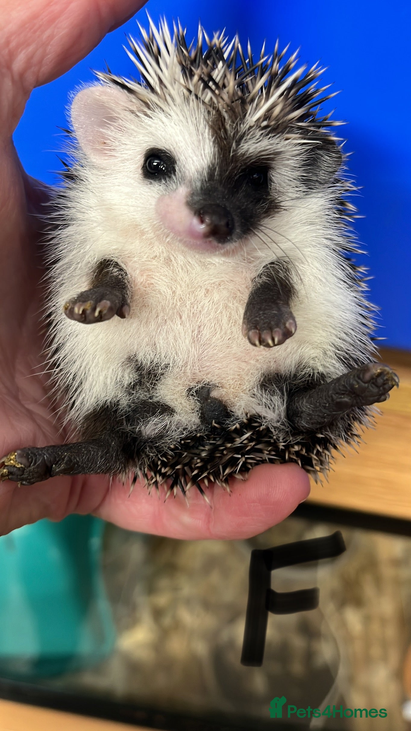 Pygmy Hedgehog rodents Split faced/reverse pinto baby hoglets ready now! - Advert 4