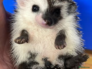 Pygmy Hedgehog rodents Split faced/reverse pinto baby hoglets ready now! - Advert 4