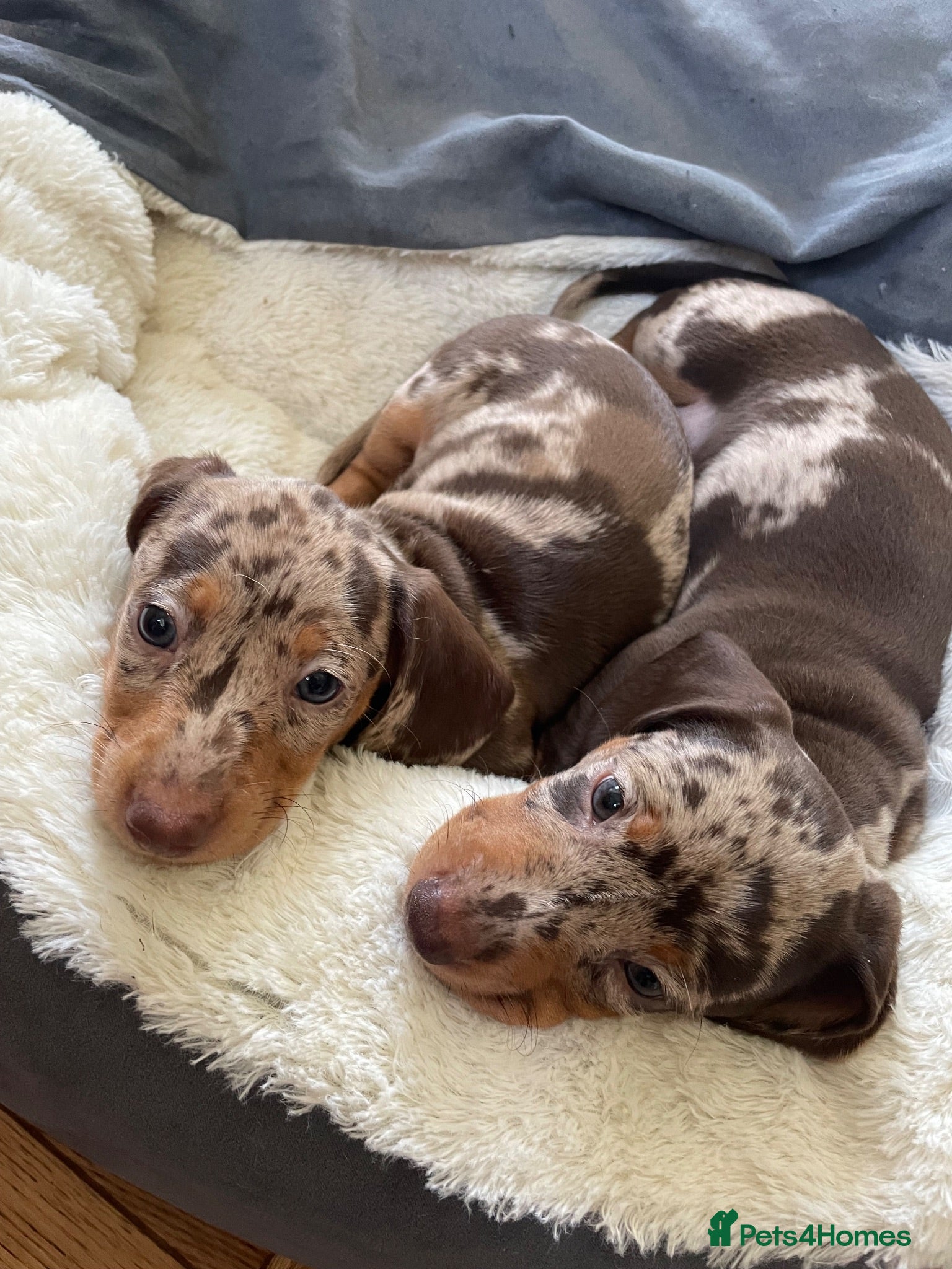 Dachshund dogs Dachsund Dapple puppies  - Advert 2