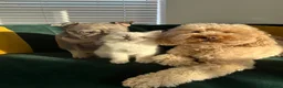 Toy Poodle dogs for sale: 🐾loving home needed for our sweet Toy Poodle🐾 - Advert 3