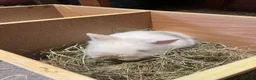 Lionhead rabbits for sale: Beautiful Lionhead Bunnies  - Advert 11