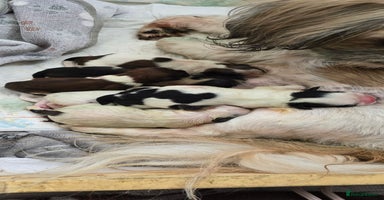 Shih Tzu dogs - Advert 2