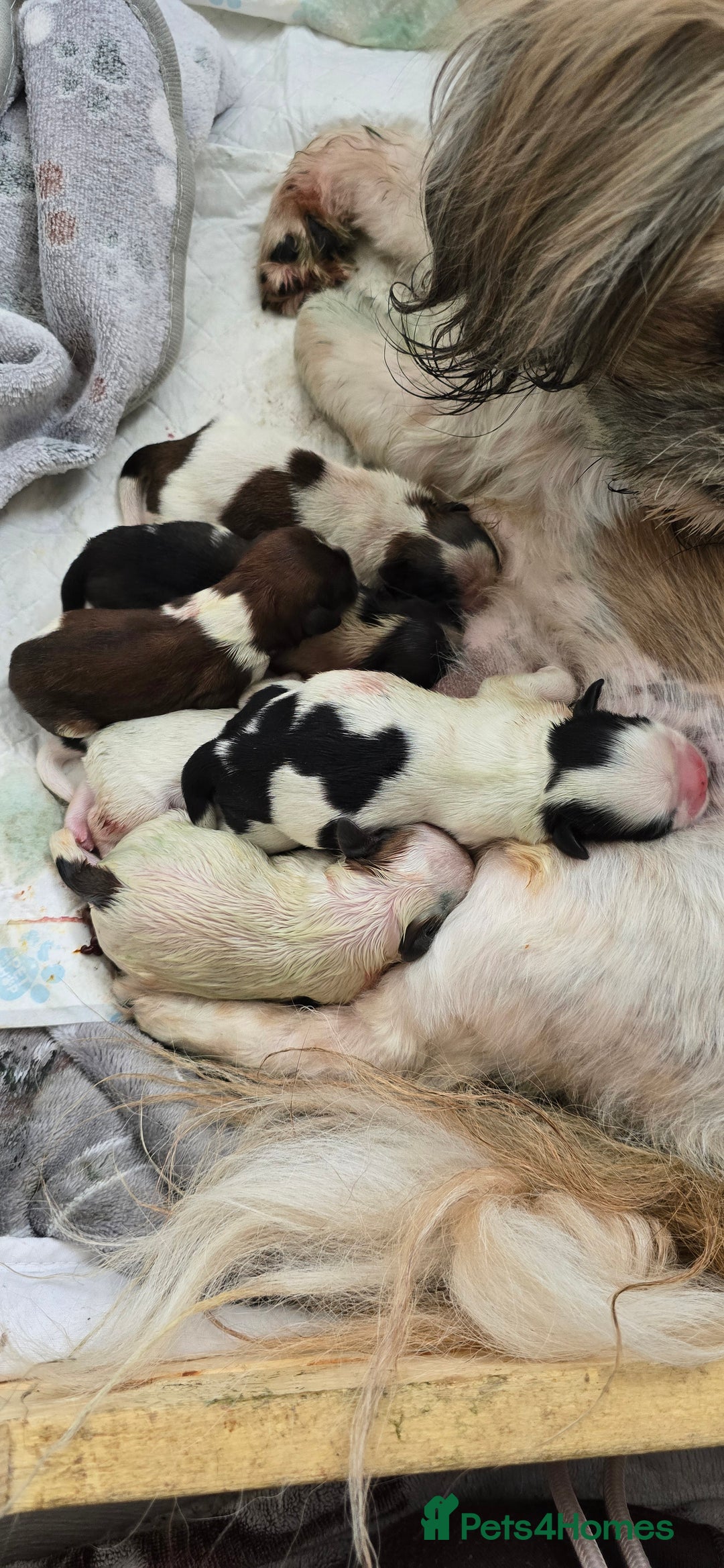 Shih Tzu dogs for sale: Puppies for reservation / sale  - Image 2