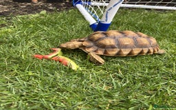 Tortoise reptiles for sale: 2yo Sulcata Tortoise - Image 1