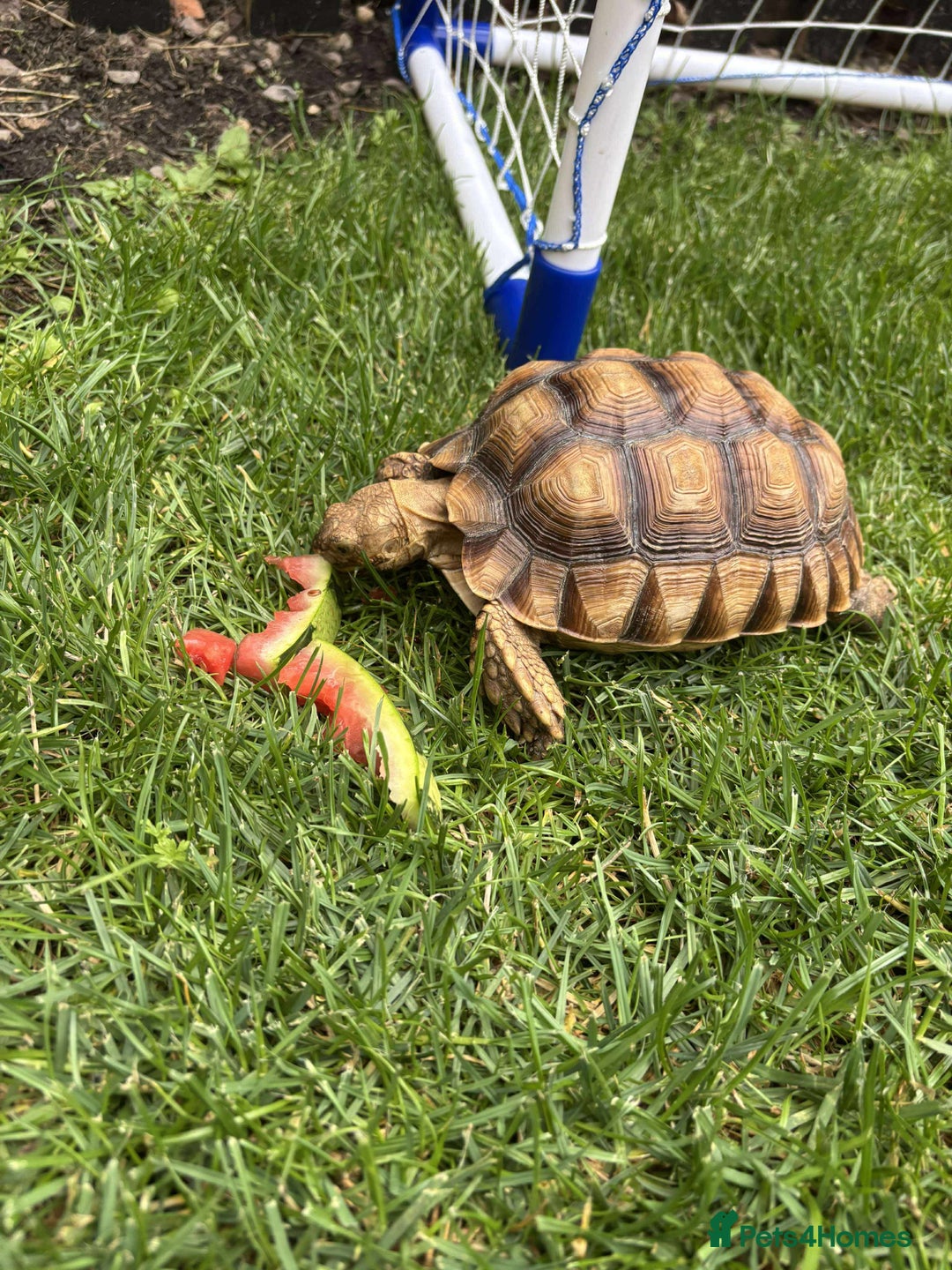 Tortoise reptiles for sale: 2yo Sulcata Tortoise - Image 1