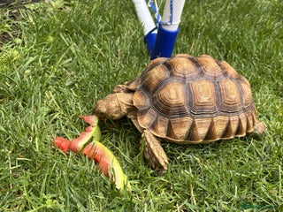 Tortoise reptiles - Advert 25