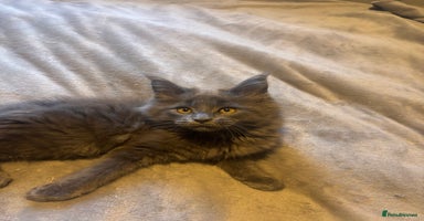 Maine Coon cats - Advert 6